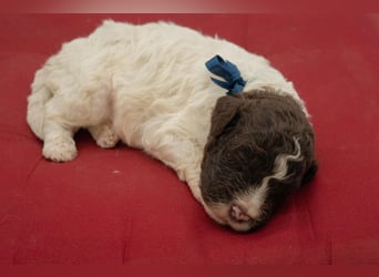 Lagotto Romagnolo Rüde braun-weiß, ENCI-Ahnentafel, Toskana