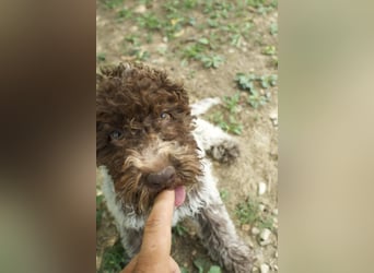 Lagotto Romagnolo Welpe Ugo, ENCI-Ahnentafel, Toskana