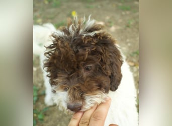 Lagotto Romagnolo Welpe Gina, ENCI-Ahnentafel, Toskana