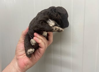 Lagotto Romagnolo Welpe, Rüde, ENCI-Ahnentafel, Toskana