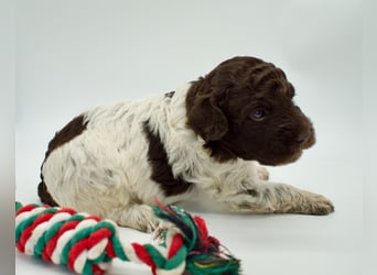 Lagotto Romagnolo Welpe, Hündin, ENCI-Ahnentafel, Toskana