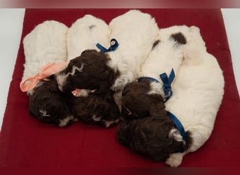 Lagotto Romagnolo Hündin braunschimmel, ENCI-Ahnentafel, Toskana