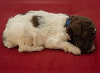 Lagotto Romagnolo Rüde braun-weiß, ENCI-Ahnentafel, Toskana