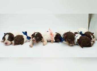 Lagotto Romagnolo Welpen, Wurf vom 17. Juli 2026, ENCI, Toskana