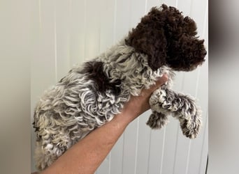 Lagotto Romagnolo Welpe Ugo, ENCI-Ahnentafel, Toskana