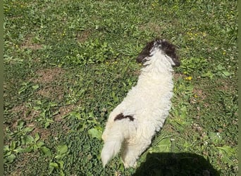 Lagotto Romagnolo Welpin Gina, ENCI-Ahnentafel, Toskana