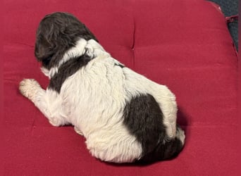 Lagotto Romagnolo Welpin, Hündin, ENCI-Ahnentafel, Toskana