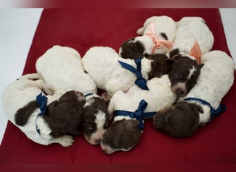 Lagotto Romagnolo Welpen, Wurf vom 17. Juli 2026, ENCI, Toskana