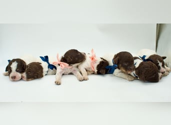 Lagotto Romagnolo Welpen, Wurf vom 17. Juli 2026, ENCI, Toskana