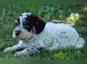 Lagotto Romagnolo Welpe Argo, ENCI-Ahnentafel, Toskana