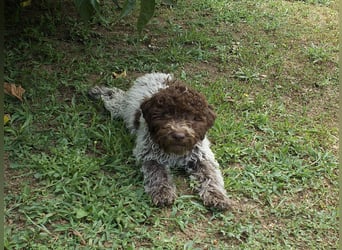 Lagotto Romagnolo Welpe Ugo, ENCI-Ahnentafel, Toskana