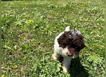Lagotto Romagnolo Welpin Gina, ENCI-Ahnentafel, Toskana