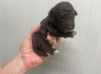 Lagotto Romagnolo Welpe, Rüde, ENCI-Ahnentafel, Toskana