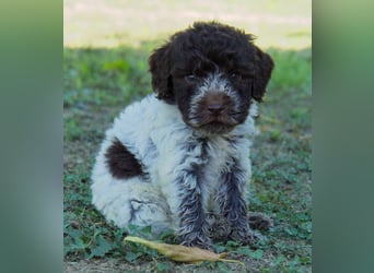 Lagotto Romagnolo Welpe Spillo, ENCI-Ahnentafel, Toskana