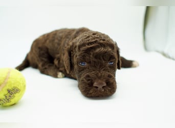 Lagotto Romagnolo Welpe, Rüde, ENCI-Ahnentafel, Toskana