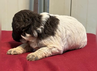 Lagotto Romagnolo Welpin, Hündin, ENCI-Ahnentafel, Toskana