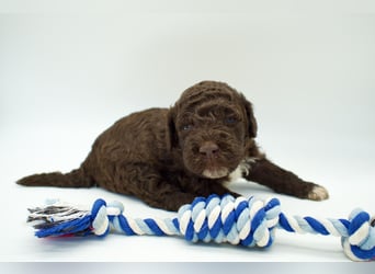 Lagotto Romagnolo Welpe, Rüde, ENCI-Ahnentafel, Toskana