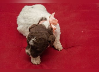 Lagotto Romagnolo Welpen, Wurf vom 10. September 2026, ENCI, Toskana