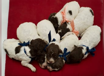 Lagotto Romagnolo Welpen, Wurf vom 17. Juli 2026, ENCI, Toskana