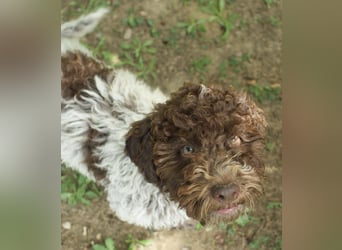 Lagotto Romagnolo Welpe Ugo, ENCI-Ahnentafel, Toskana