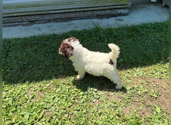 Lagotto Romagnolo Welpin Gina, ENCI-Ahnentafel, Toskana
