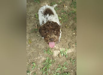 Lagotto Romagnolo Welpe Ugo, ENCI-Ahnentafel, Toskana