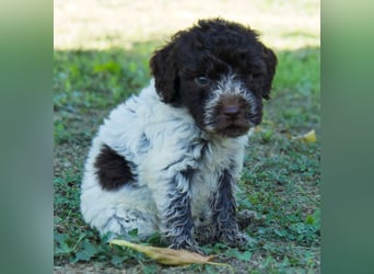 Lagotto Romagnolo Welpe Spillo, ENCI-Ahnentafel, Toskana