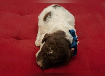Lagotto Romagnolo Welpen, Wurf vom 10. September 2026, ENCI, Toskana