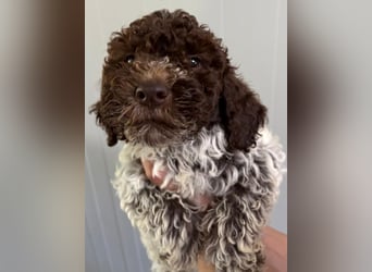 Lagotto Romagnolo Welpe Ugo, ENCI-Ahnentafel, Toskana