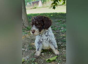 Lagotto Romagnolo Welpe Fiocco, ENCI-Ahnentafel, Toskana