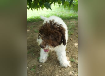 Lagotto Romagnolo Welpe Gina, ENCI-Ahnentafel, Toskana