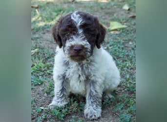 Lagotto Romagnolo Welpe Otto, ENCI-Ahnentafel, Toskana
