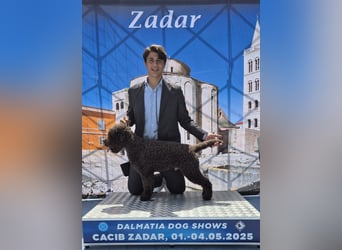 Cuccioli di Lagotto Romagnolo con pedigree export