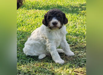 Cuccioli di Lagotto Romagnolo con pedigree export