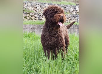 Cuccioli di Lagotto Romagnolo con pedigree export
