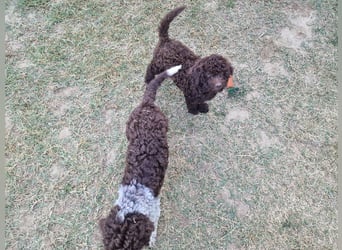 Lagotto con pedigre export