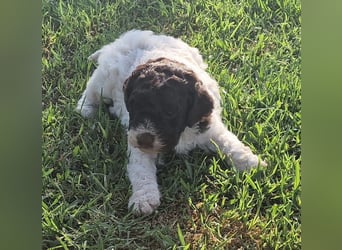 Cuccioli di Lagotto Romagnolo con pedigree export