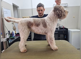 Cuccioli di Lagotto Romagnolo con pedigree export