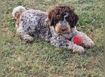 Lagotto con pedigre export