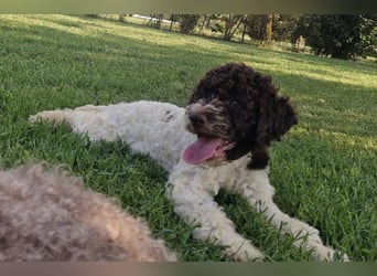Cuccioli di Lagotto Romagnolo con pedigree export