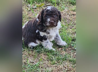 Cuccioli di Lagotto Romagnolo con pedigree export