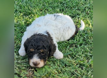 Cuccioli di Lagotto Romagnolo con pedigree export