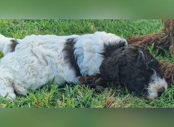 Cuccioli di Lagotto Romagnolo con pedigree export