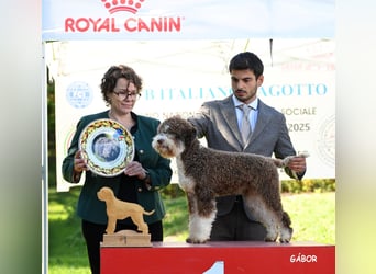 Cuccioli di Lagotto Romagnolo con pedigree export