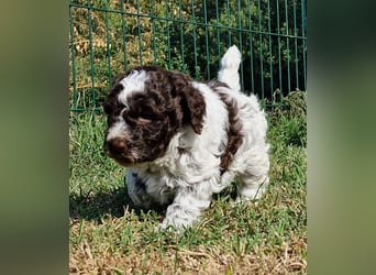 Cuccioli di Lagotto Romagnolo con pedigree export