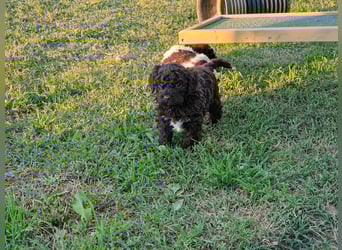 Cuccioli di Lagotto Romagnolo con pedigree export