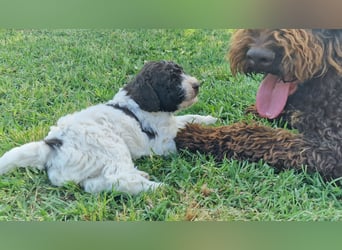 Cuccioli di Lagotto Romagnolo con pedigree export