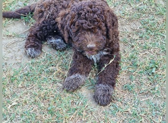 Lagotto con pedigre export
