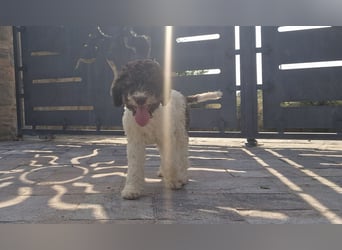 Cuccioli di Lagotto Romagnolo con pedigree export