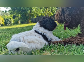 Cuccioli di Lagotto Romagnolo con pedigree export